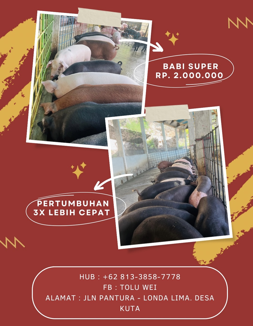 Daging Babi Segar (Perut/Belly)